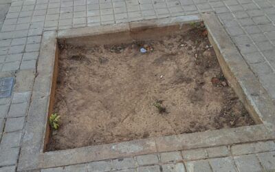 CAMPAÑA ¡AQUÍ FALTA UN ÁRBOL!